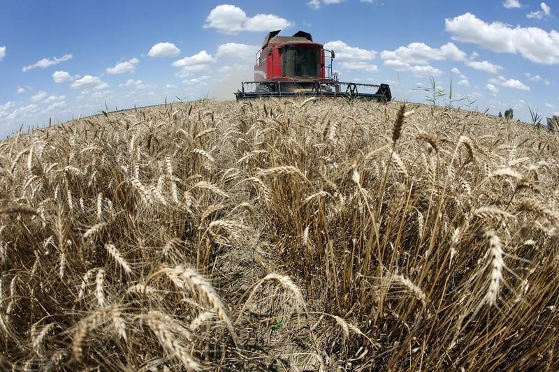 С 1 марта экспортная пошлина на пшеницу из РФ повысится на 1,9%