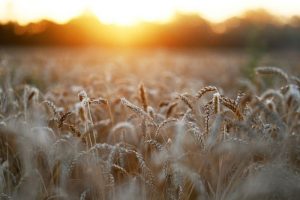 Read more about the article Цены на пшеницу, подскочив до максимума с 2008 года, перешли к снижению От IFX