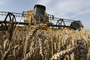 Read more about the article Россия в марте может экспортировать более 2 млн тонн пшеницы, прогнозирует эксперт От IFX
