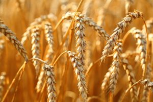 Read more about the article Экспорт пшеницы из России в марте вырос на 53% От IFX