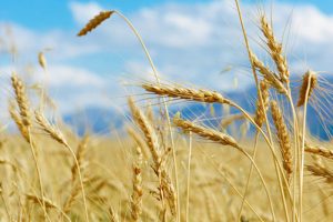 Read more about the article С 10 августа экспортная пошлина на пшеницу из РФ повысится до 5 тыс. 219,6 руб. за тонну От IFX