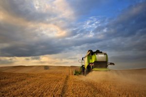 Read more about the article Минсельхоз США повысил прогноз по сбору пшеницы в России до рекордных 88 млн тонн От IFX