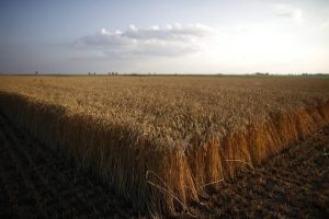 Read more about the article Экспортная пошлина на пшеницу из РФ с 31 августа снижена на 15,5% От IFX