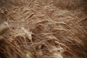 Read more about the article Экспортная пошлина на пшеницу из РФ с 31 августа снизится на 15,5% От IFX