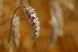 Read more about the article Путин: Россия соберет в этом году 150 млн т зерна, в том числе 100 млн т пшеницы От IFX