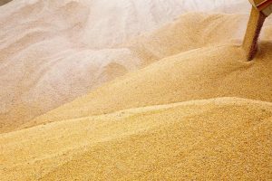Read more about the article Урожай пшеницы в 2022 году может стать рекордным — ФАО От IFX