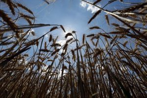 Read more about the article Иран в этом сезоне может закупить 4,5-5 млн тонн пшеницы из России От IFX