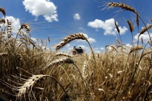 Read more about the article ИКАР повысил прогноз экспорта пшеницы в текущем сельхозгоду до 44 млн тонн От IFX