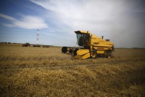 Read more about the article С 23 ноября экспортная пошлина на пшеницу из РФ снизится на 6,4%, на ячмень — на 9,6%, на кукурузу — в 2,3 раза От IFX