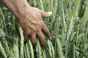 Read more about the article С 7 декабря экспортная пошлина на пшеницу из РФ повысится на 0,7%, останется нулевой на кукурузу  От IFX