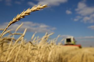 Read more about the article АПК России в текущем году планирует уменьшить площадь под пшеницей на 1,4% От IFX