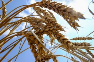 Read more about the article В феврале РФ  увеличила отгрузки пшеницы на экспорт на 24% От IFX
