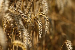 Read more about the article Экспортная пошлина на пшеницу с 22 февраля повышена на 11% От IFX