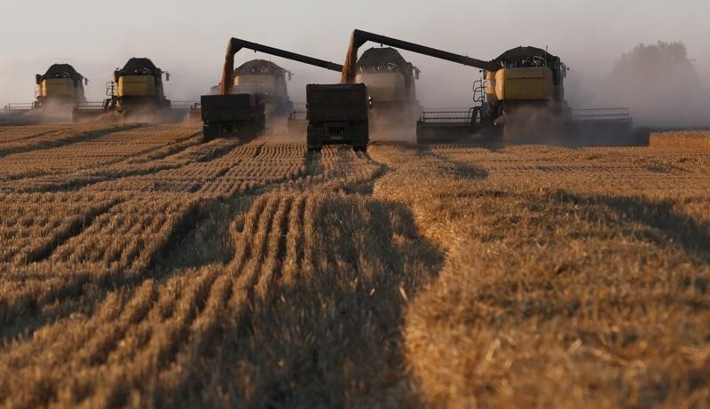 Bloomberg узнал о переговорах Египта и России о поставке 1 млн тонн пшеницы