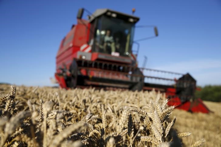 В ноябре Россия может увеличить отгрузки пшеницы на экспорт более чем в 2 раза - эксперт