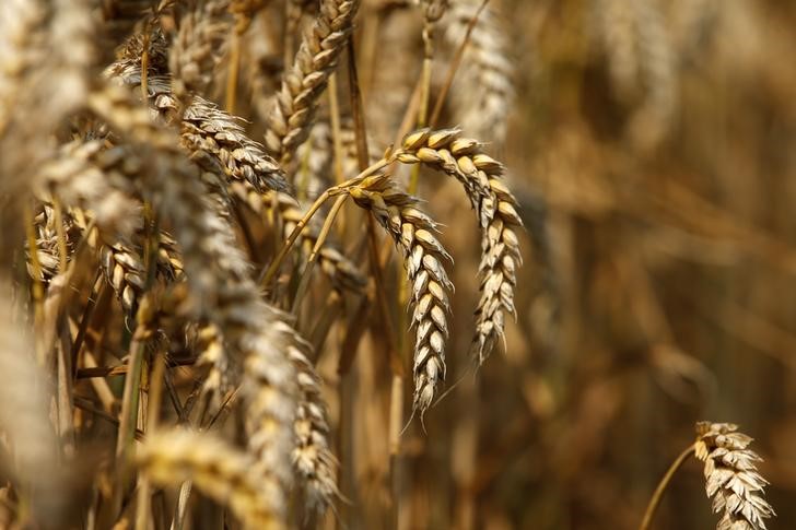 Экспортная пошлина на пшеницу из РФ со 2 ноября снижена на 3,4%
