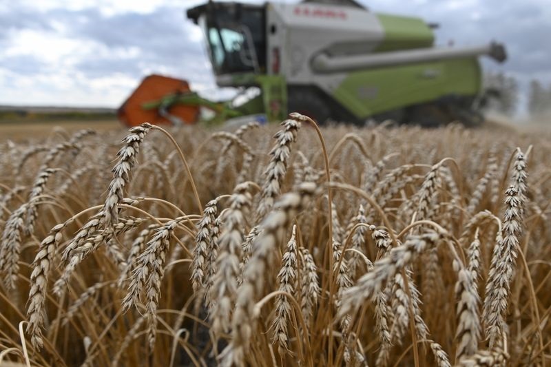 Экспорт пшеницы из России с 1 по 22 января вырос почти в 2 раза