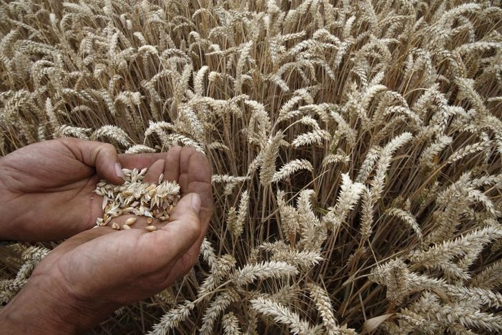 Экспортная пошлина на пшеницу из РФ с 8 июня повышается до $129,2 за тонну
