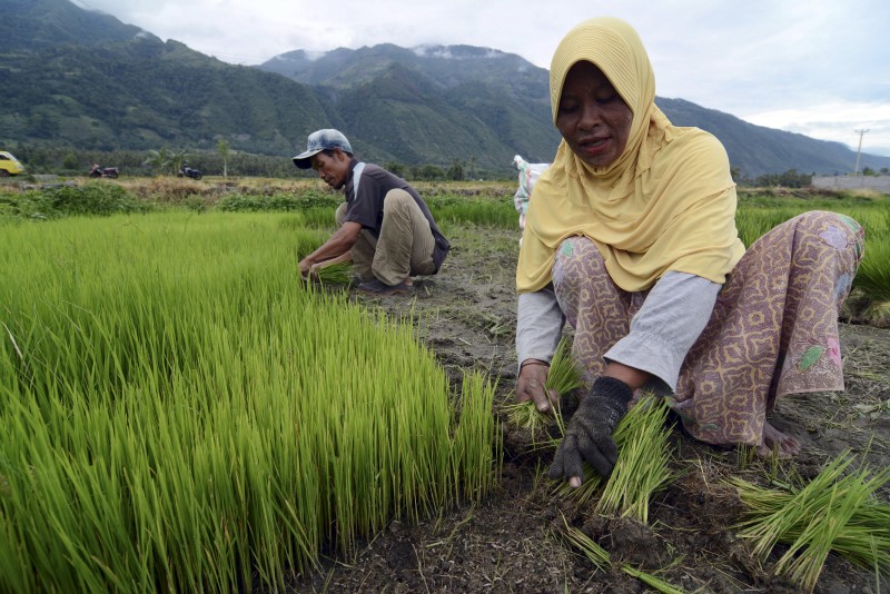 Рост цен на рис усиливает угрозу продовольственной паники в Азии