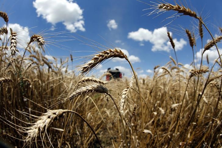 ИКАР повысил прогноз экспорта пшеницы в текущем сельхозгоду до 44 млн тонн